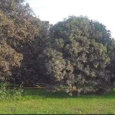 Mango Farm For Sale In RahimYar Khan